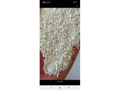 تولید برنج عنبر بو مستقیم 