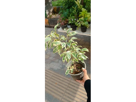 بنجامین ابلق

قیمت:55تومان