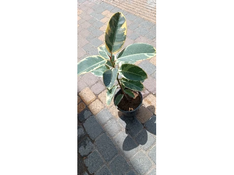 فیکوس ابلق 
شرایط نگهداری
نور غیر مستقیم 
آبیاری یک بند انگشت خاک خشک بود آبیاری مجدد صورت بگیرد
