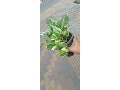 پتوس ارتشی قیمت35تومان