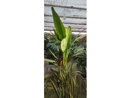 نخل نیکولا 

برای اطلاع از قیمت و مشخصات لطفاً از طریق شماره های داخل پیج تماس حاصل فرمایید 