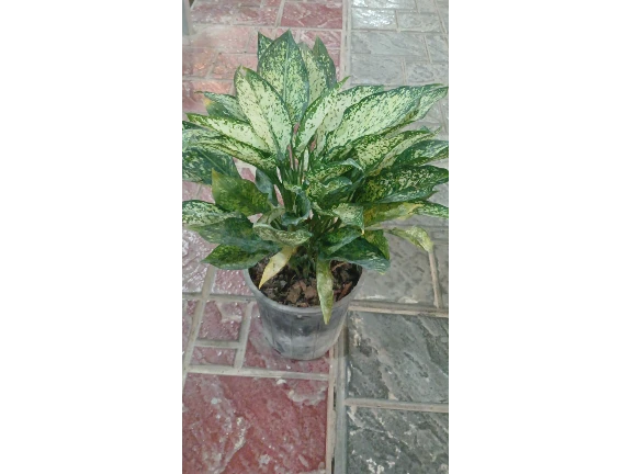 اگلونما برفی
دو سایز کوچک و بزرگ
برای اطلاع ازقیمت با شماره زیر تماس بگیرید

0919724510