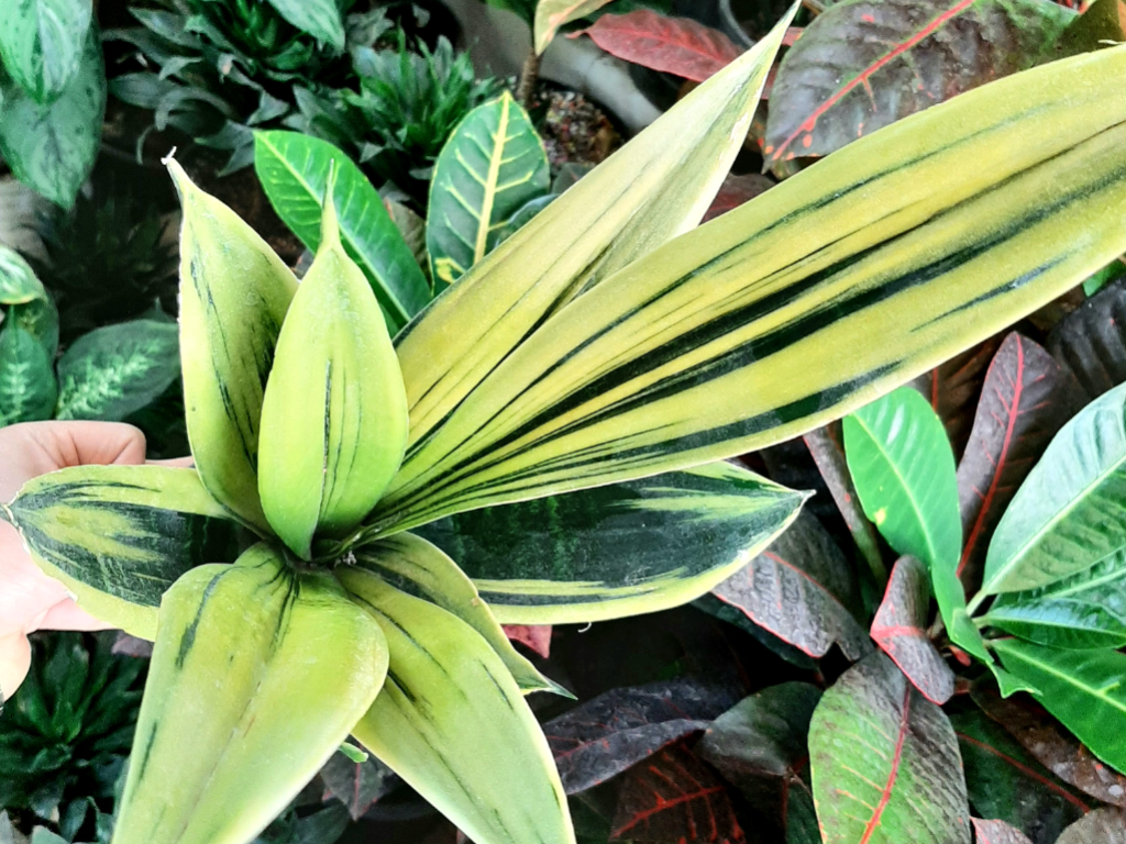 سانسوریا گلد فلیم