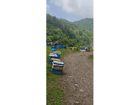 عسل صددرصد طبیعی جنگل