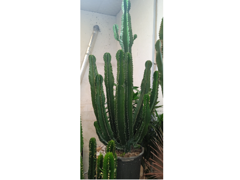 افوربیا اینجنس

کاکتوس پر طرفدار و ترند
مناسب فضای داخلی آپارتمان 

این گیاه در سایزهای مختلف موجود است 