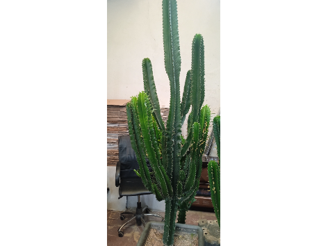 افوربیا اینجنس 
کاکتوس بسیار زیبا و خاص که این روزا ترند اکثر دکوراسیون های داخلی شد

از این گیاه در سایزهای مختلف موجود است 
لطفاً تماس حاصل فرمایید 