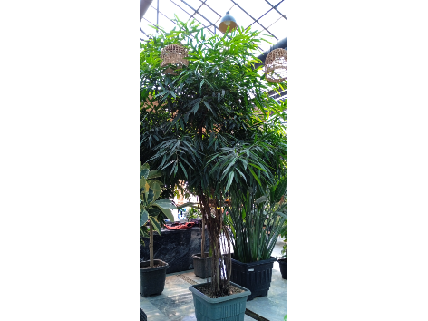 آمستل کویین
 گیاه فوق العاده لوکس و زیبا

برای اطلاع از قیمت این گیاه و گیاهان مشابه تماس حاصل فرمایید 