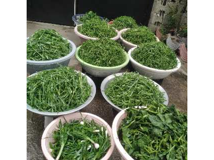 مشاغل خانگی 