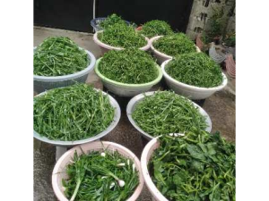 مشاغل خانگی 