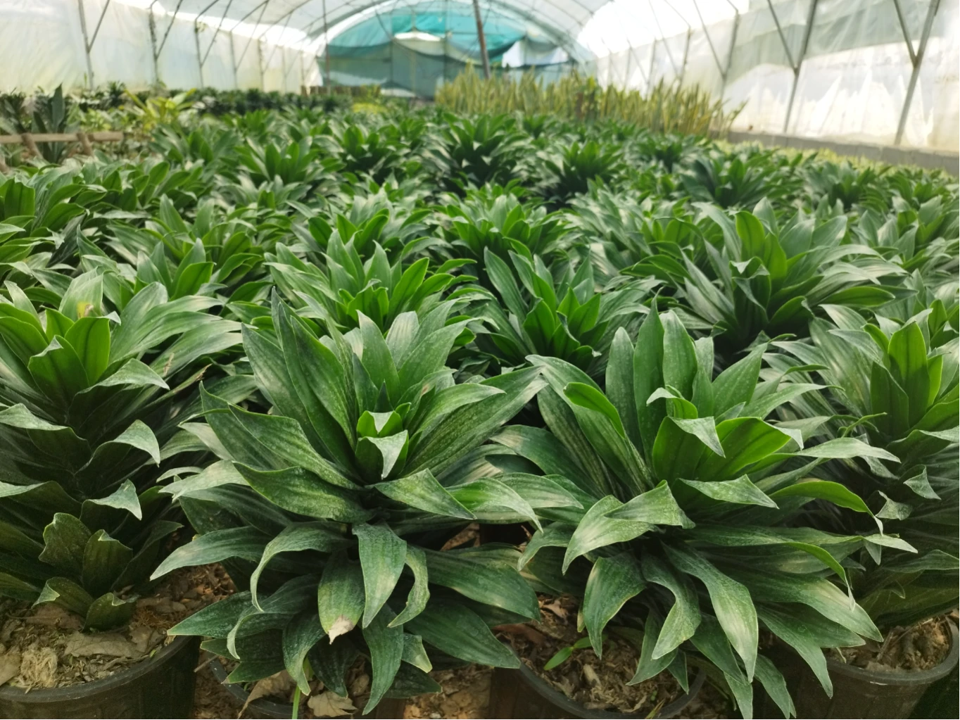 دراسانای کامپک..کیفیت عالی😍😍😍