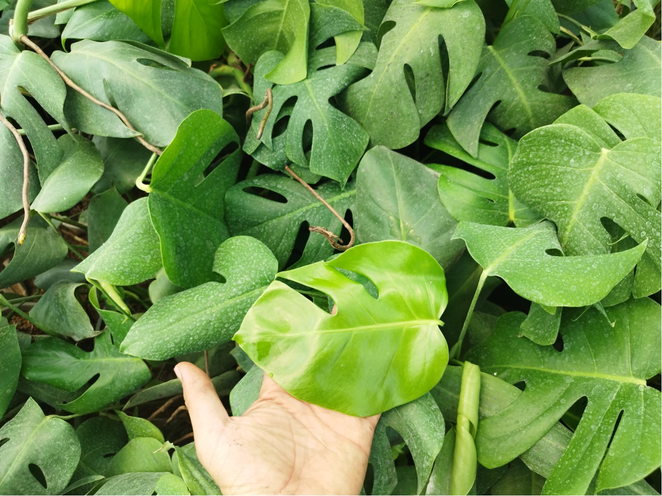 برگ انجیری بسیار زیبا