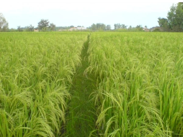 ۵۵۰۰ معر شالیزار، موقعیت عالی، دارای چاه عمیق، زیر قیمت منطقه